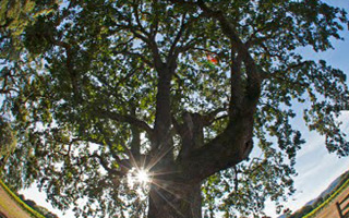 Valley Oaks: An Ecological Journey Through Time